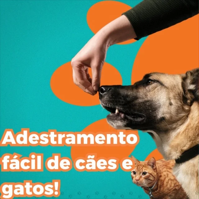 Grupo WhatsApp: Adestramento fácil de cães e gatos, completo 🐕 🐈‍⬛ - Clique para entrar